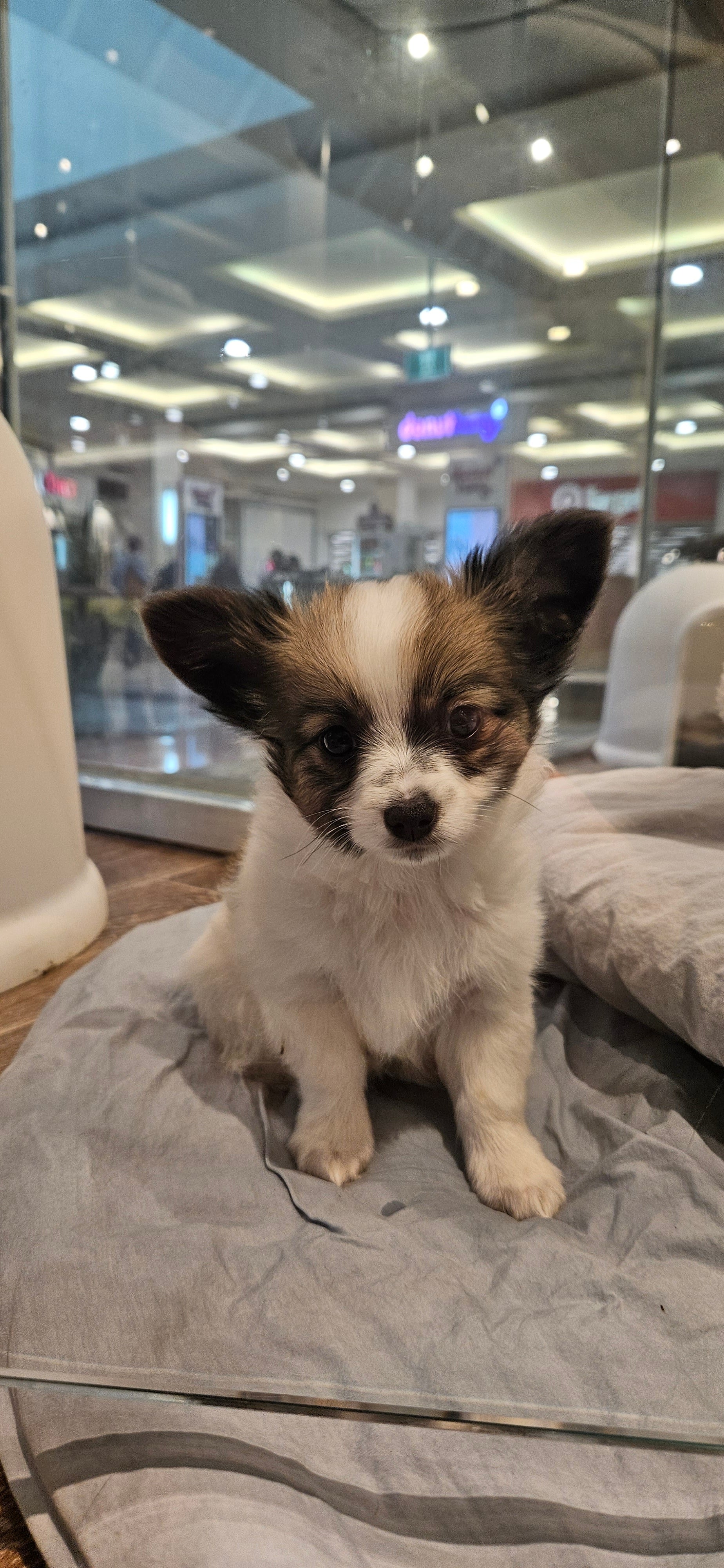 PAPILLON CROSS CHIHUAHUA - 991003000524516 – PAMPERED PETZ HORNSBY