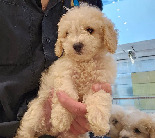 BICHOODLE CROSS POODLE - MALE (991003000524213)