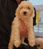 BICHOODLE CROSS POODLE - FEMALE (991003000524217)