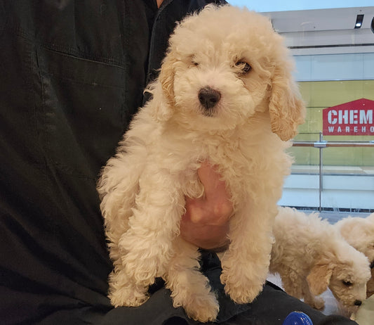 BICHOODLE CROSS POODLE - FEMALE (991003000524634)