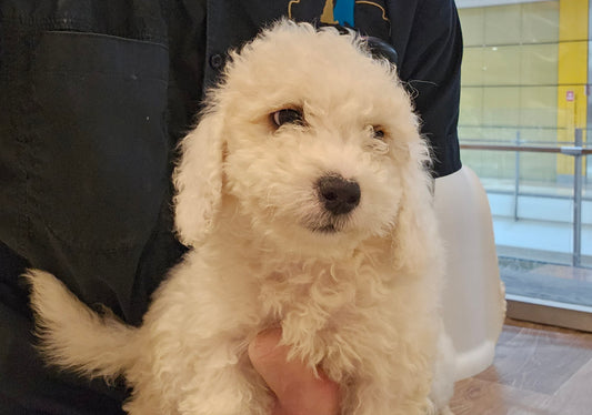 BICHOODLE CROSS POODLE - MALE (991003000524222)