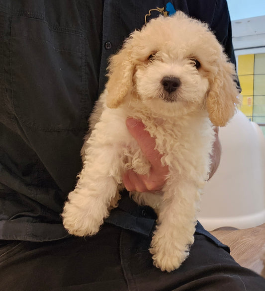 BICHOODLE CROSS POODLE - FEMALE (991003000524223)