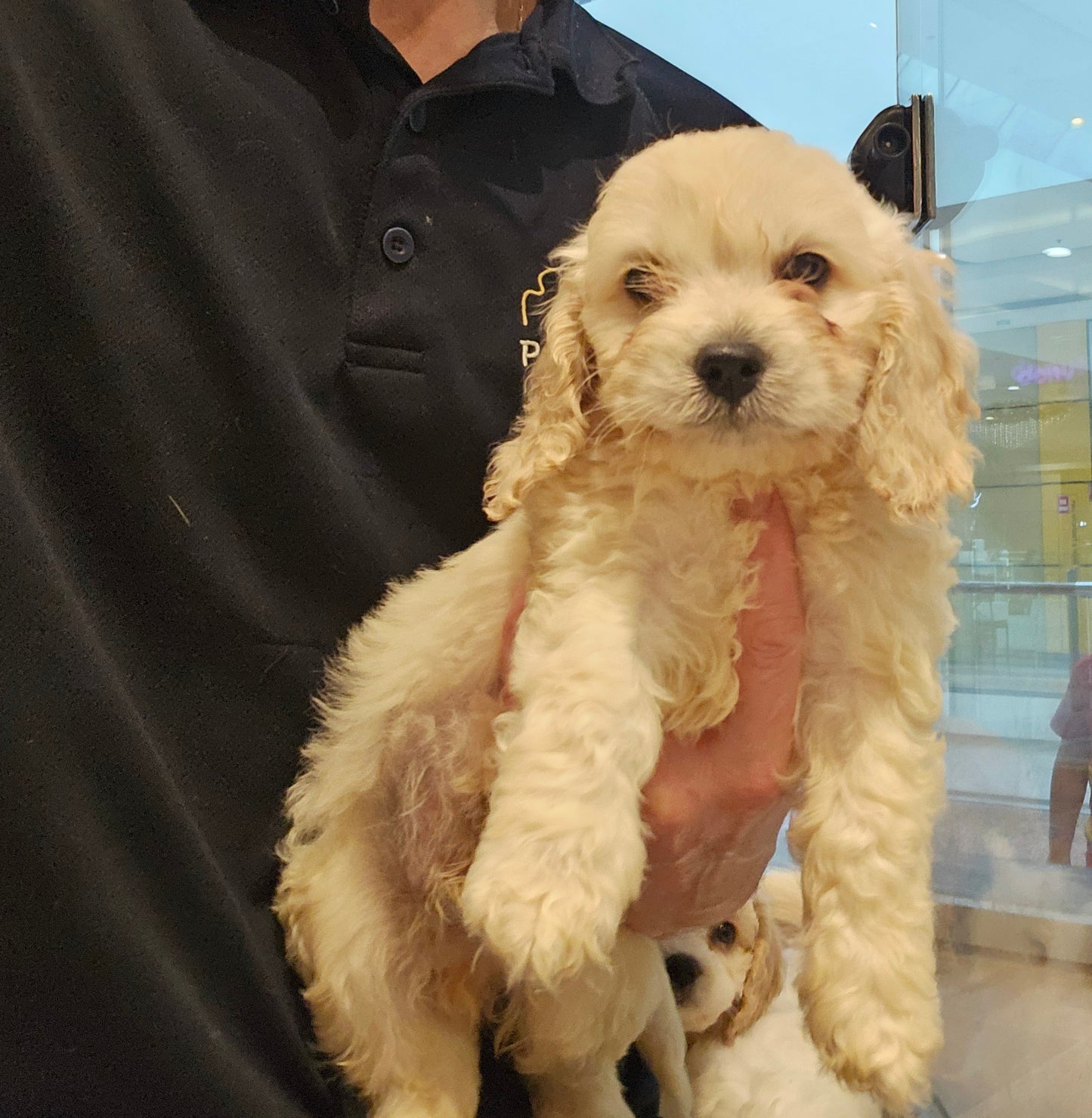 SPOODLE (Cocker Spaniel Cross Toy Poodle)- MALE (991003000524220)