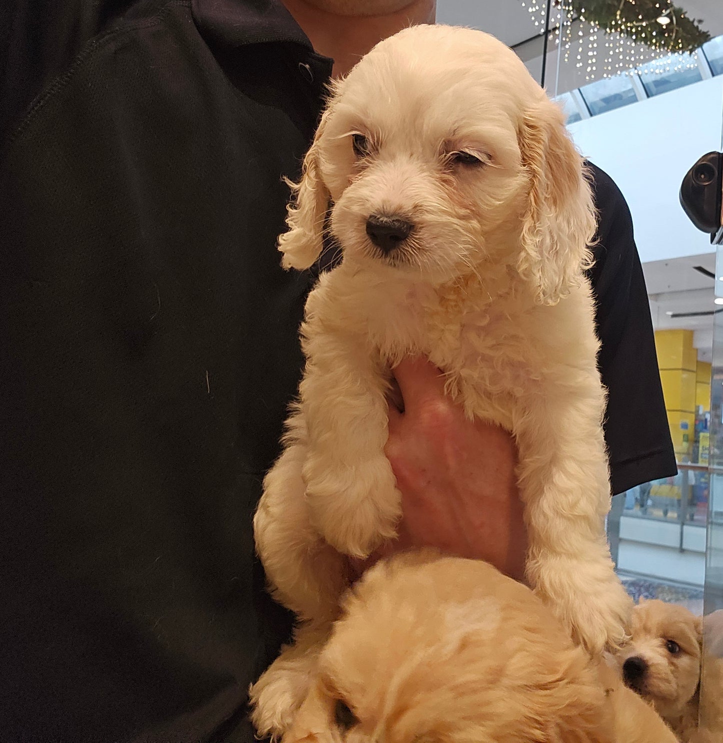 SPOODLE (Cocker Spaniel Cross Toy Poodle)- FEMALE (991003000524635)