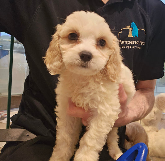 SPOODLE (Cocker Spaniel Cross Toy Poodle)- FEMALE (991003000524218)