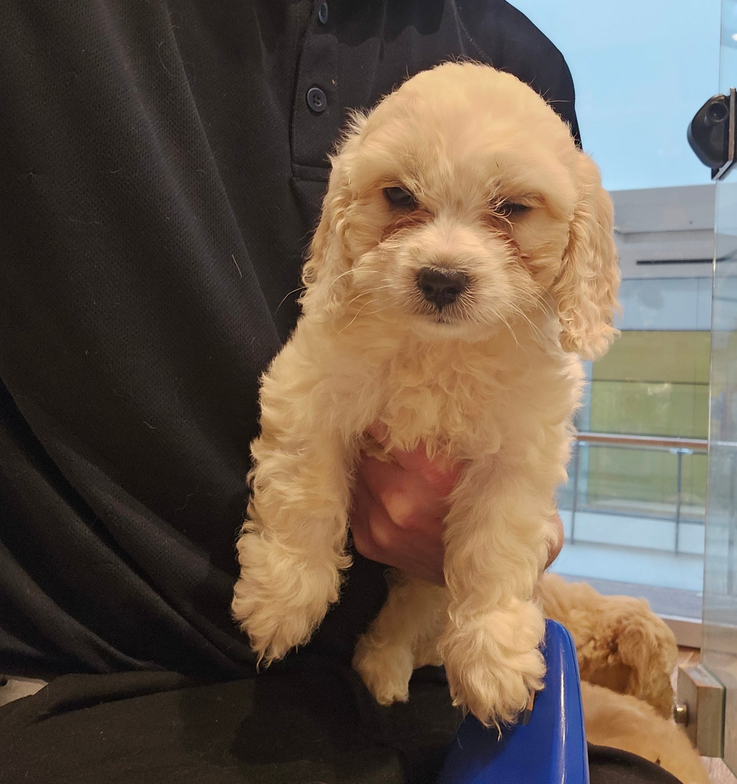 SPOODLE (Cocker Spaniel Cross Toy Poodle)- FEMALE (991003000524224)