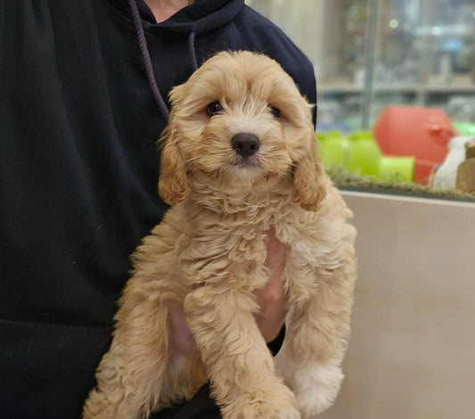 CAVALIER CROSS BICHON FRIESE -MALE 991003000524126