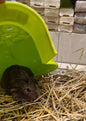 GUINEA PIGS - FEMALE