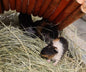 GUINEA PIGS - MALE