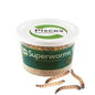 PISCES ENTERPRISES SUPERWORMS 100G TUB