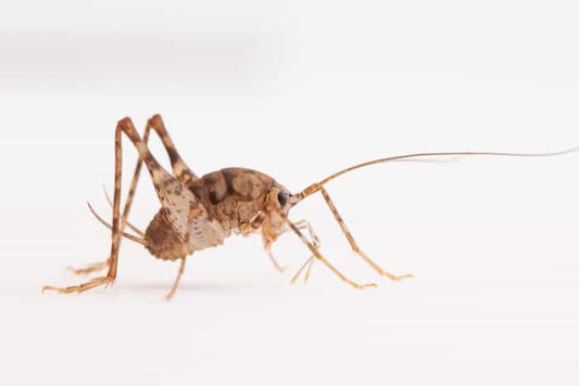 BIO SUPPLIES LIVE CRICKETS SMALL